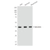 beta Actin (10F16H7) Mouse Monoclonal Antibody