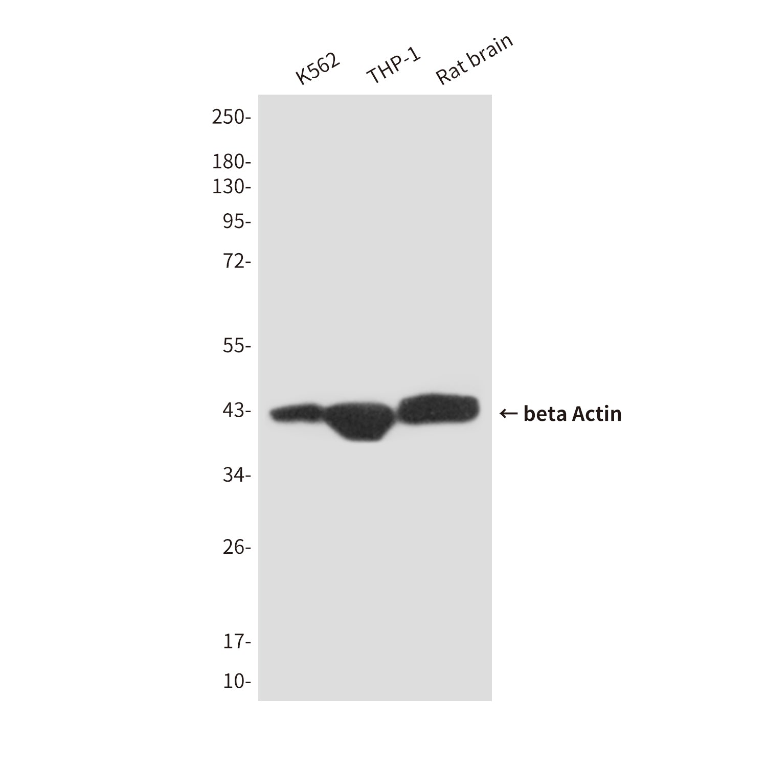 beta Actin (10F16H7) Mouse Monoclonal Antibody