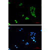 Lamin B1 (9B10) Mouse Monoclonal Antibody