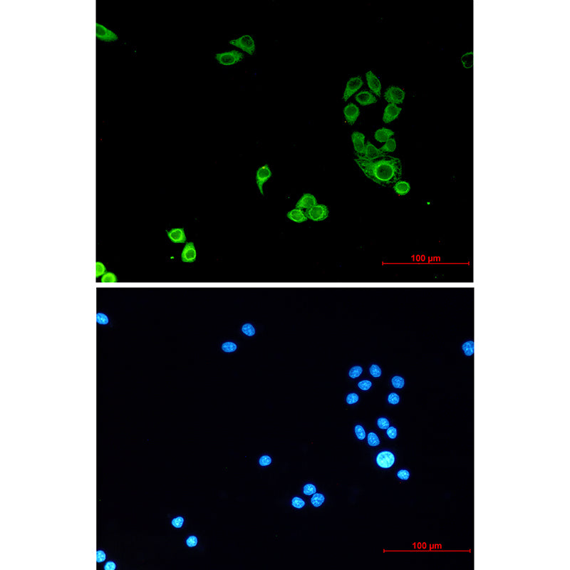 Lamin B1 (9B10) Mouse Monoclonal Antibody