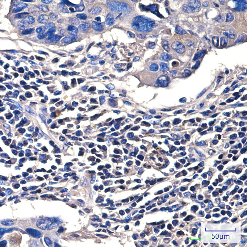 Lamin B1 (9B10) Mouse Monoclonal Antibody