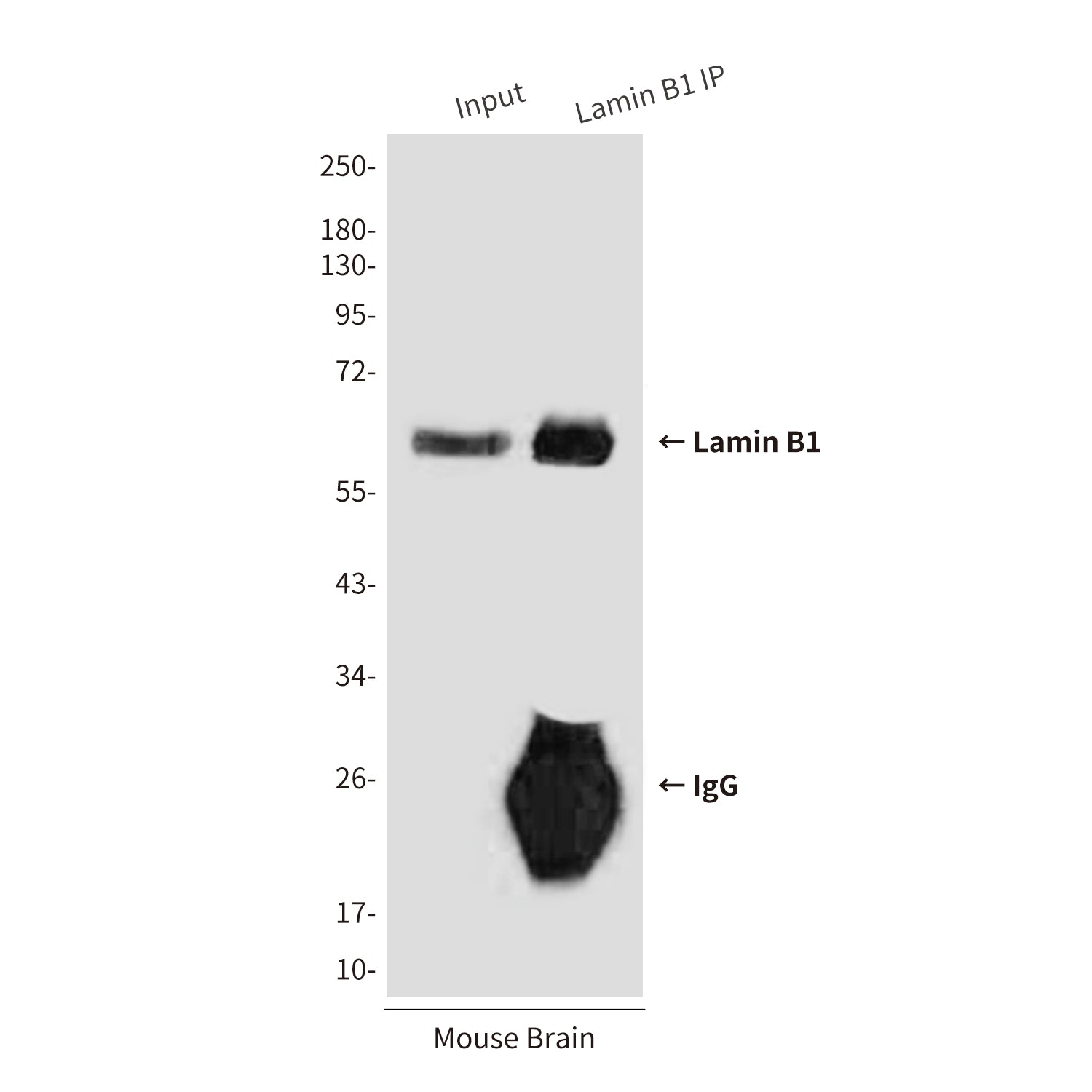 Lamin B1 (9B10) Mouse Monoclonal Antibody