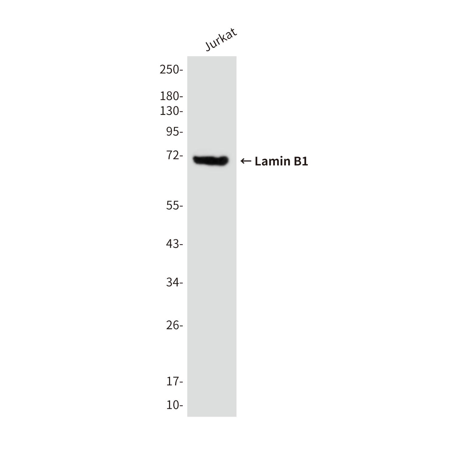 Lamin B1 (9B10) Mouse Monoclonal Antibody
