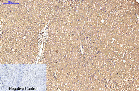 Transferrin (6C9) Mouse Monoclonal Antibody