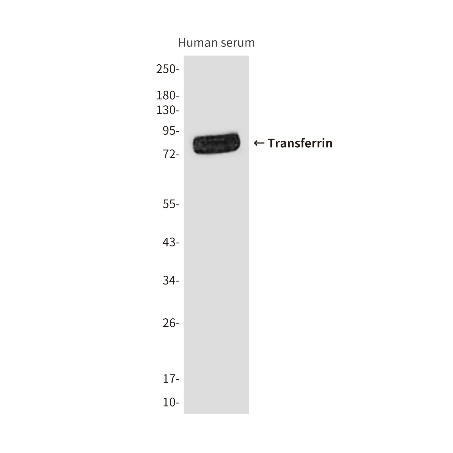 Transferrin (6C9) Mouse Monoclonal Antibody