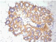 beta Actin (10F1) Mouse Monoclonal Antibody