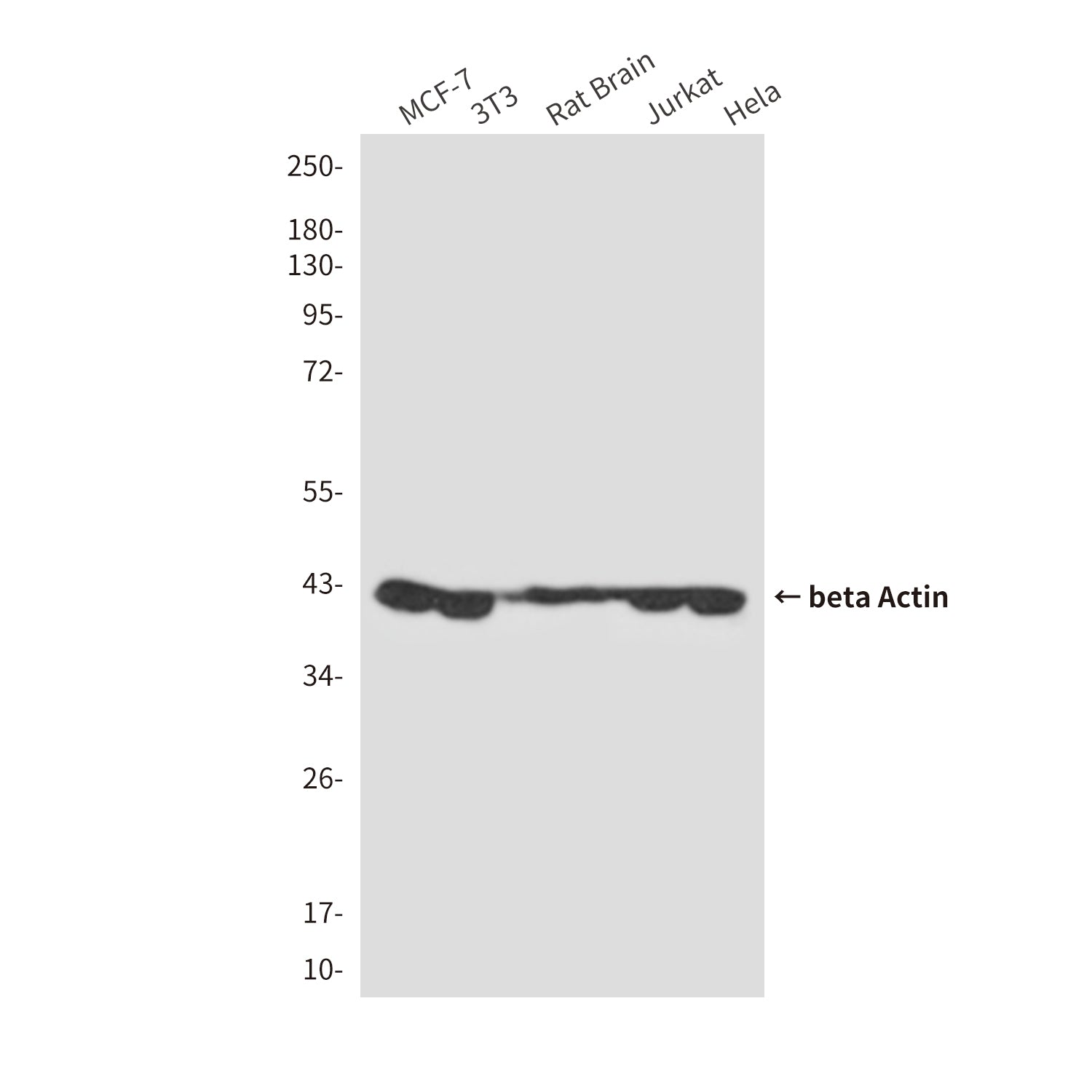beta Actin (10F1) Mouse Monoclonal Antibody