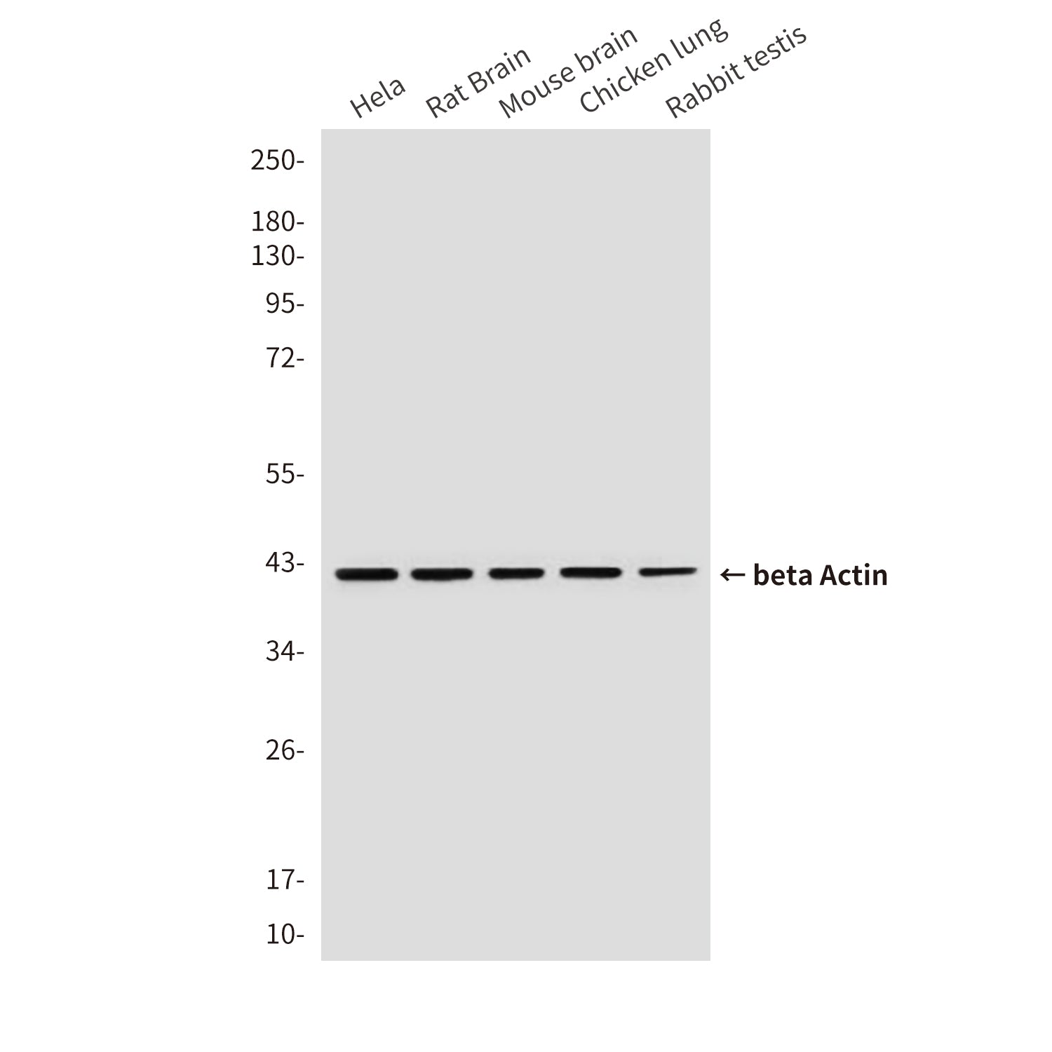 beta Actin (10F1) Mouse Monoclonal Antibody