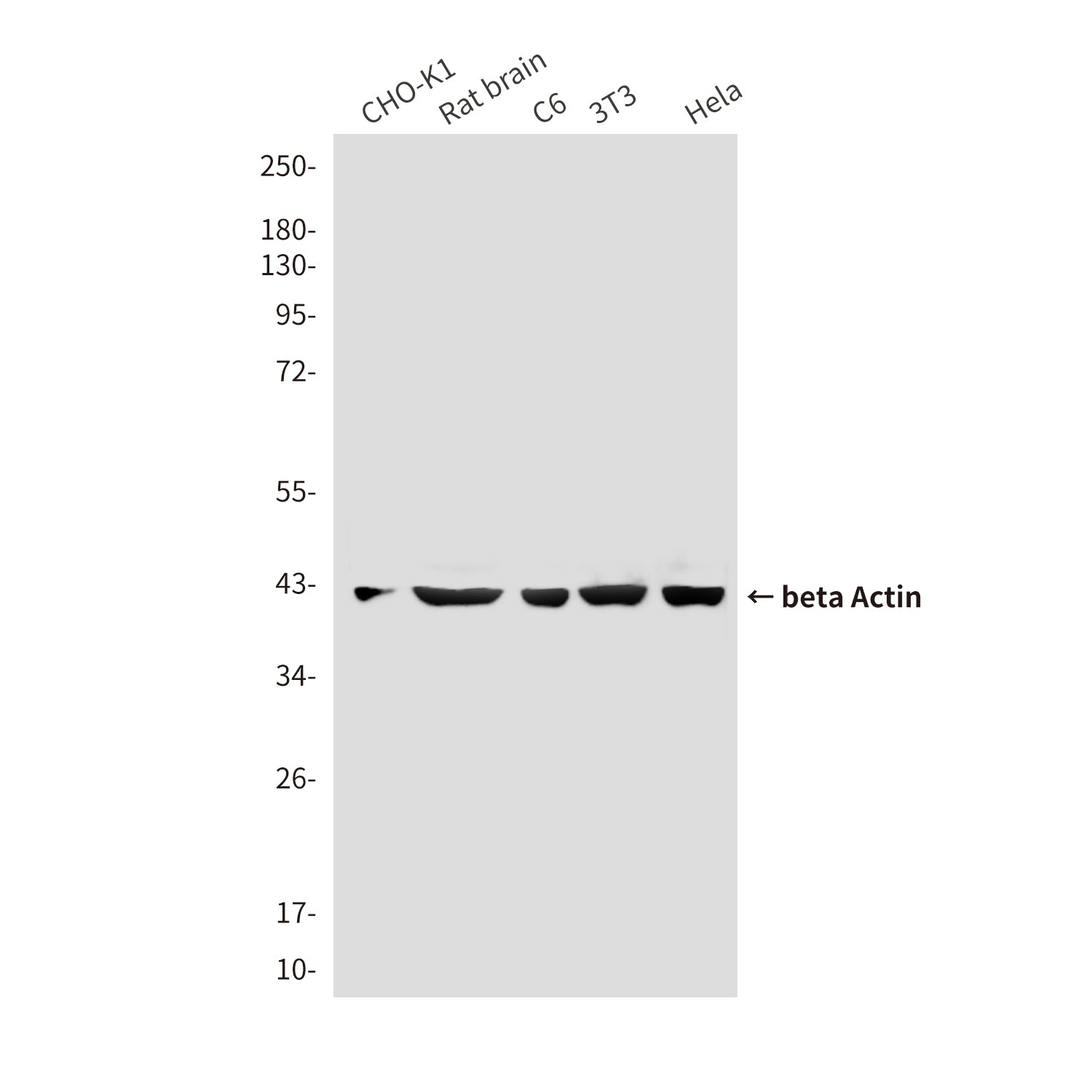 beta Actin (10F1) Mouse Monoclonal Antibody