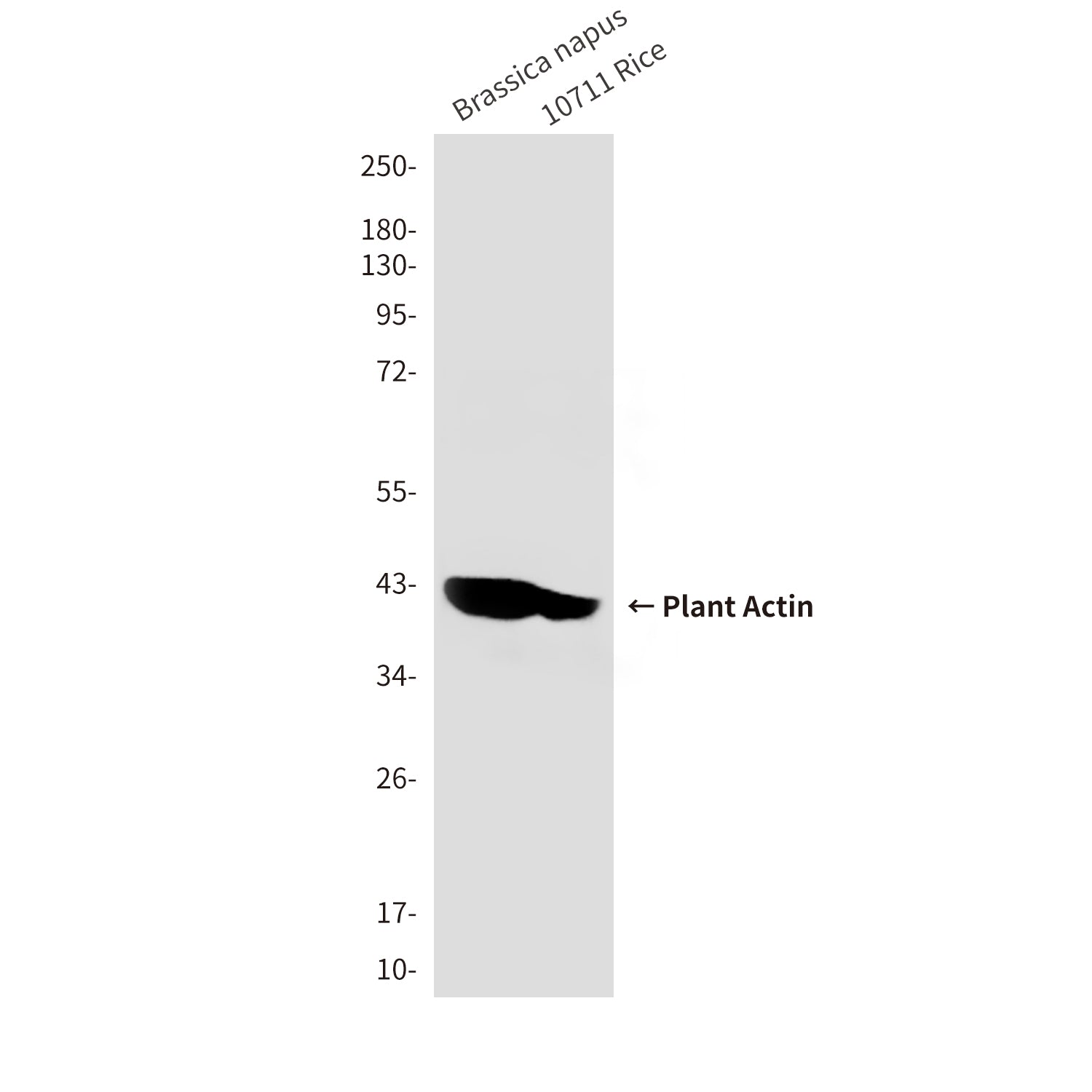 Plant Actin (8C7) Mouse Monoclonal Antibody