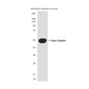 beta Tubulin (Zebrafish Specific) (6H2) Mouse Monoclonal Antibody