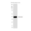 beta Actin (Zebrafish Specific) (9E7) Mouse Monoclonal Antibody