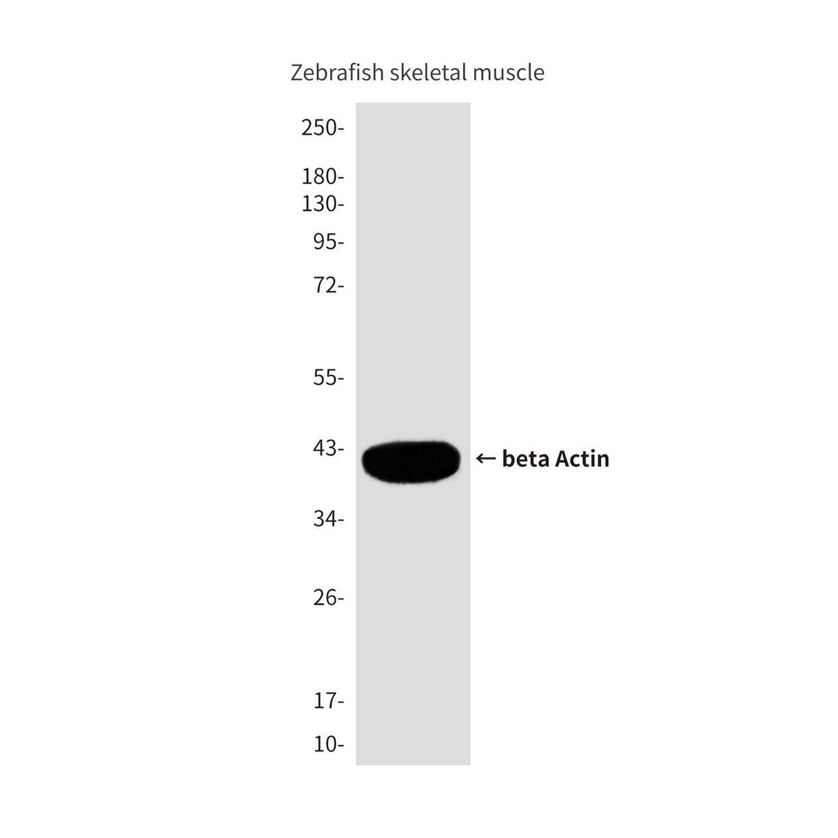 beta Actin (Zebrafish Specific) (9E7) Mouse Monoclonal Antibody