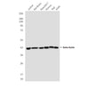 beta Actin (5C1) Mouse Monoclonal Antibody