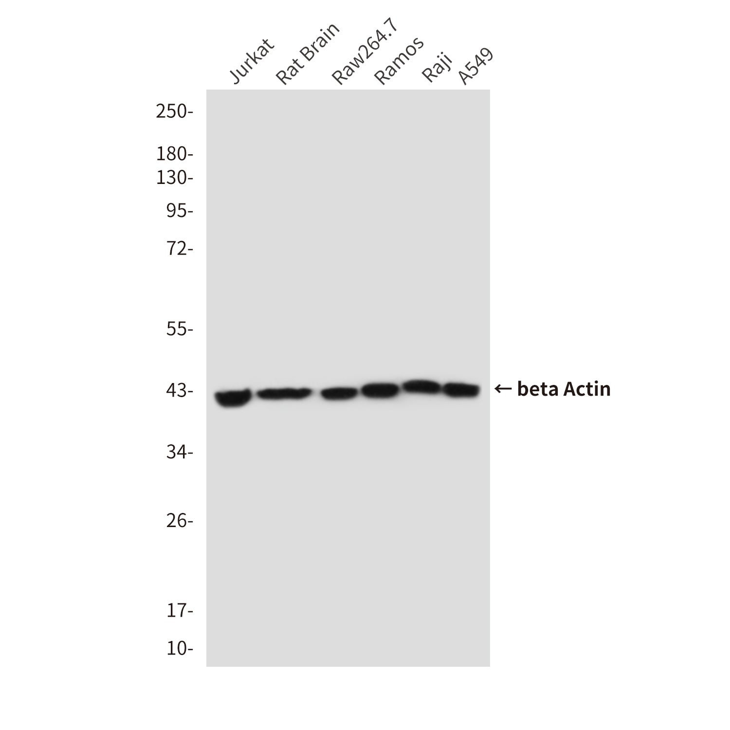 beta Actin (5C1) Mouse Monoclonal Antibody