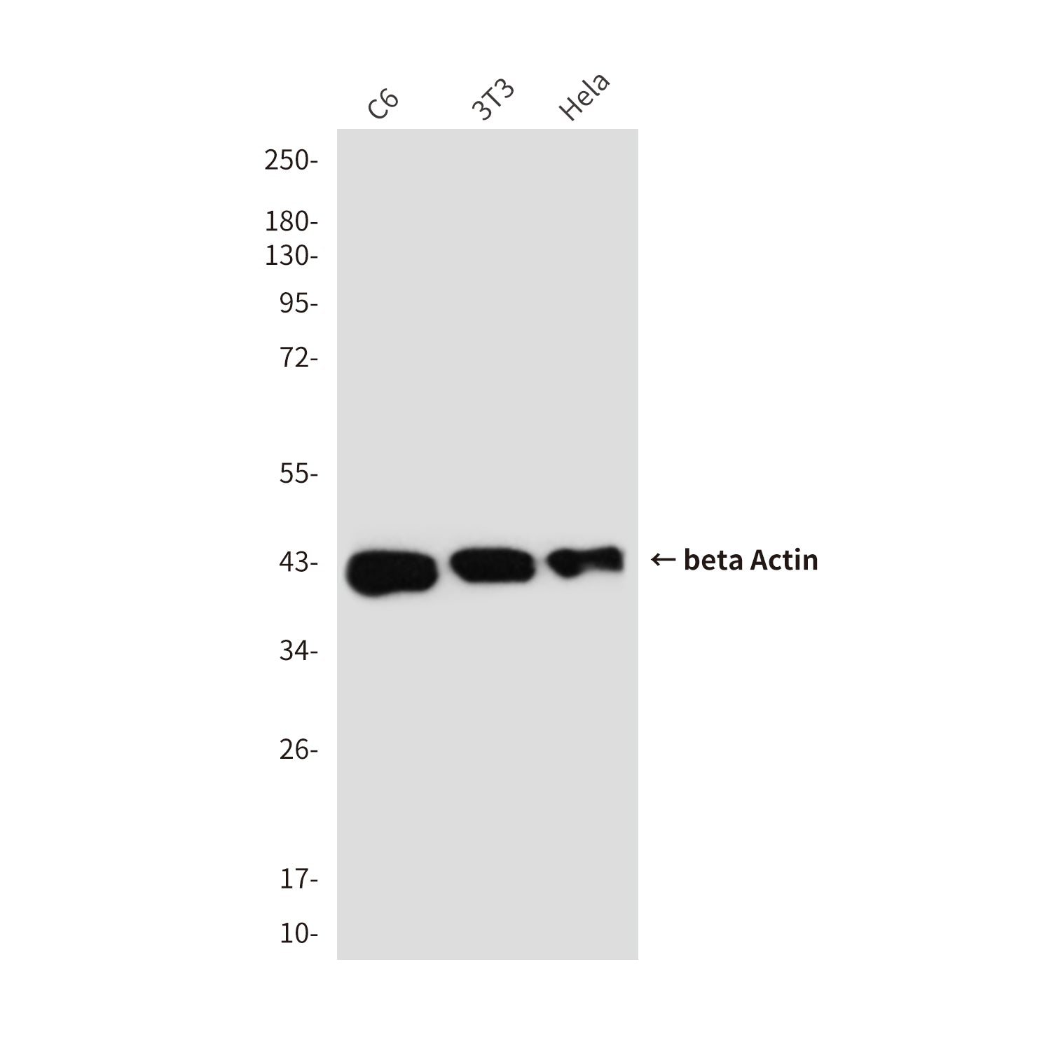 beta Actin (5C1) Mouse Monoclonal Antibody