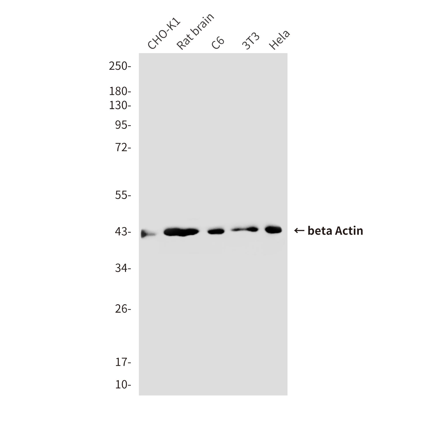 beta Actin (5C1) Mouse Monoclonal Antibody