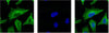 beta Tubulin (10B7) Mouse Monoclonal Antibody