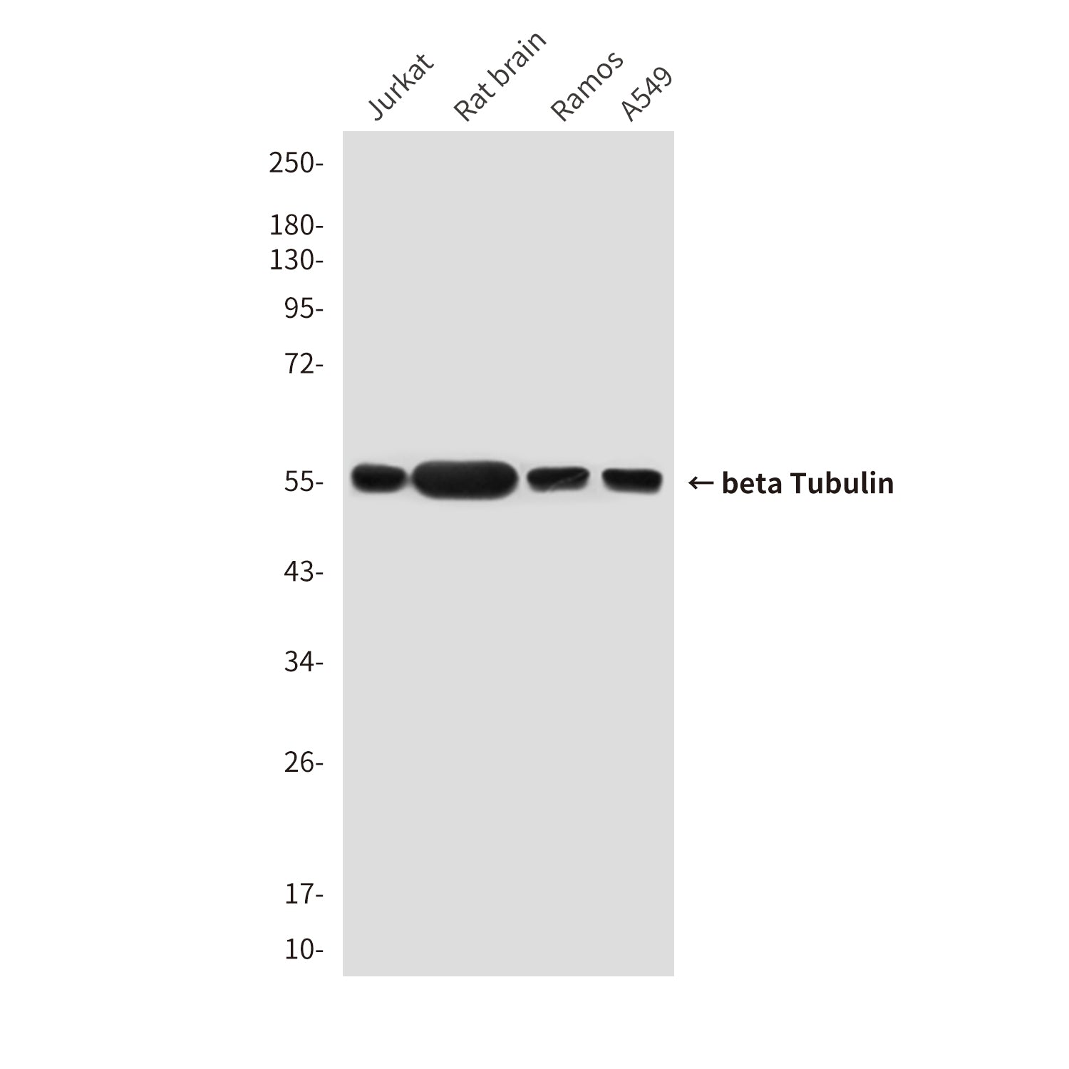 beta Tubulin (10B7) Mouse Monoclonal Antibody