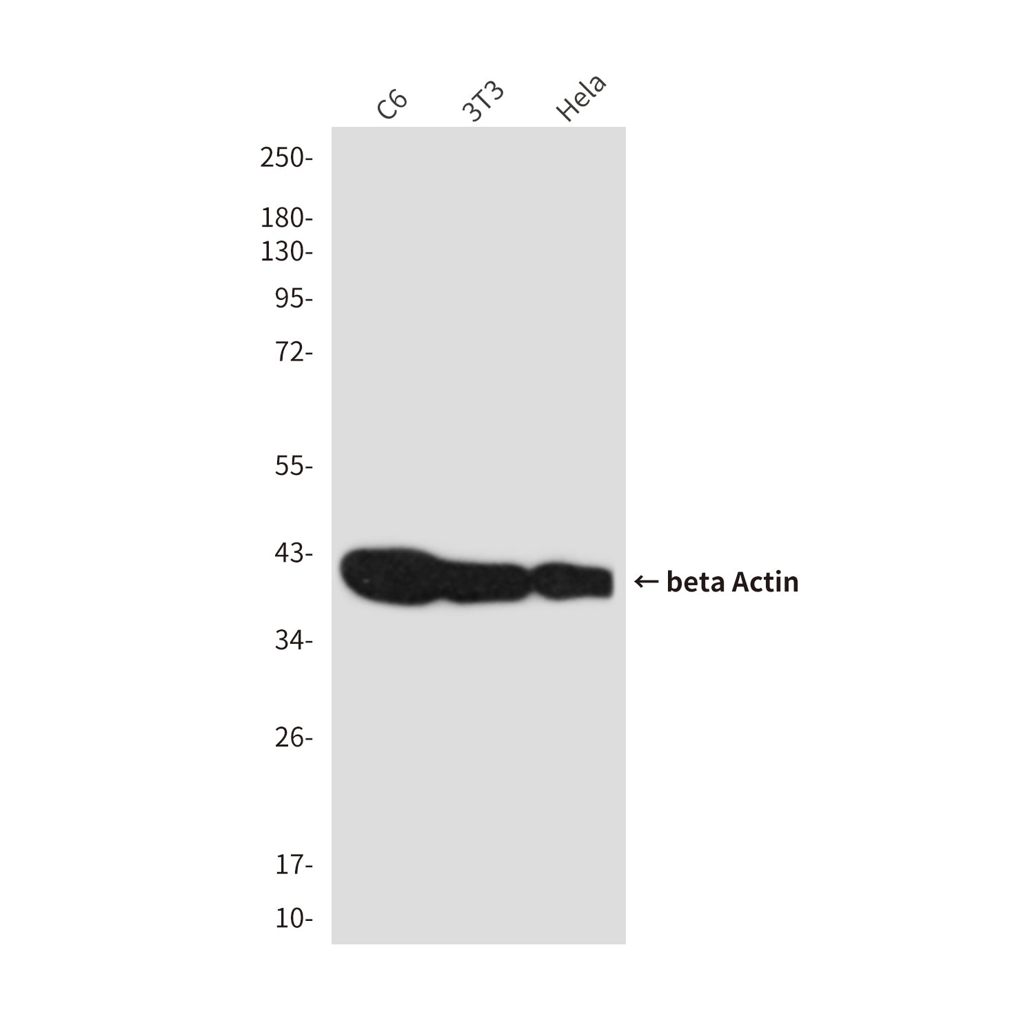 beta Actin (6F9) Mouse Monoclonal Antibody