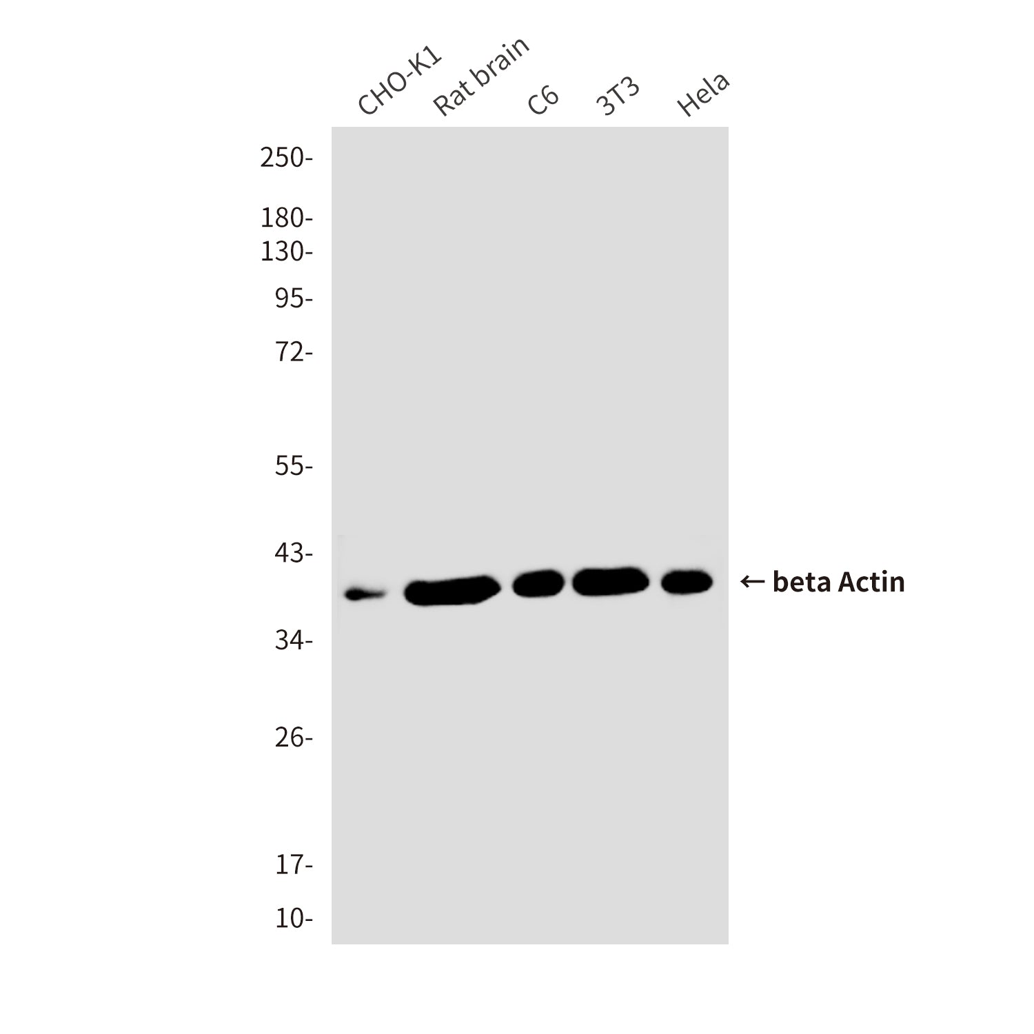 beta Actin (6F9) Mouse Monoclonal Antibody