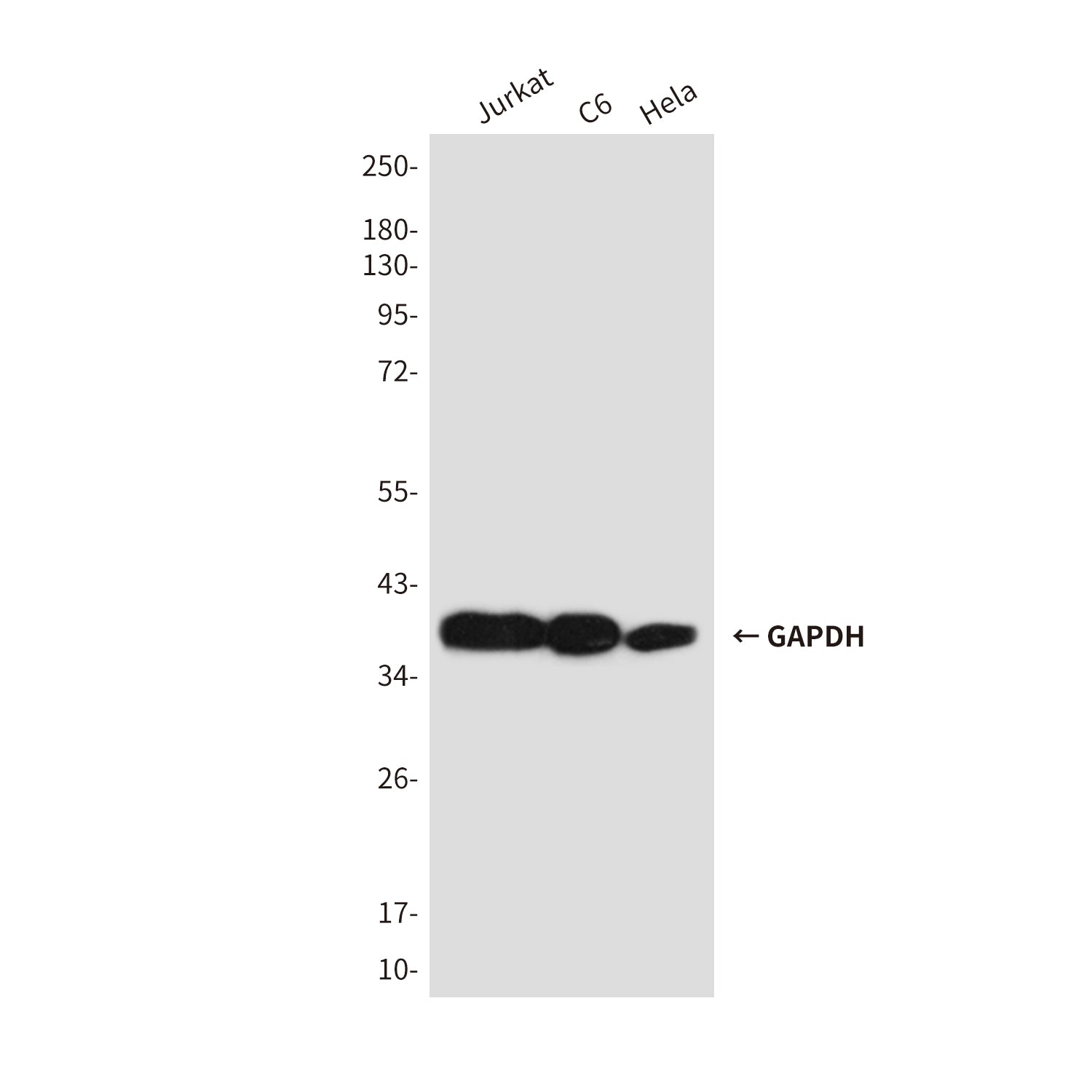 GAPDH Rabbit Polyclonal Antibody