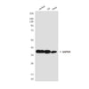 GAPDH Rabbit Polyclonal Antibody