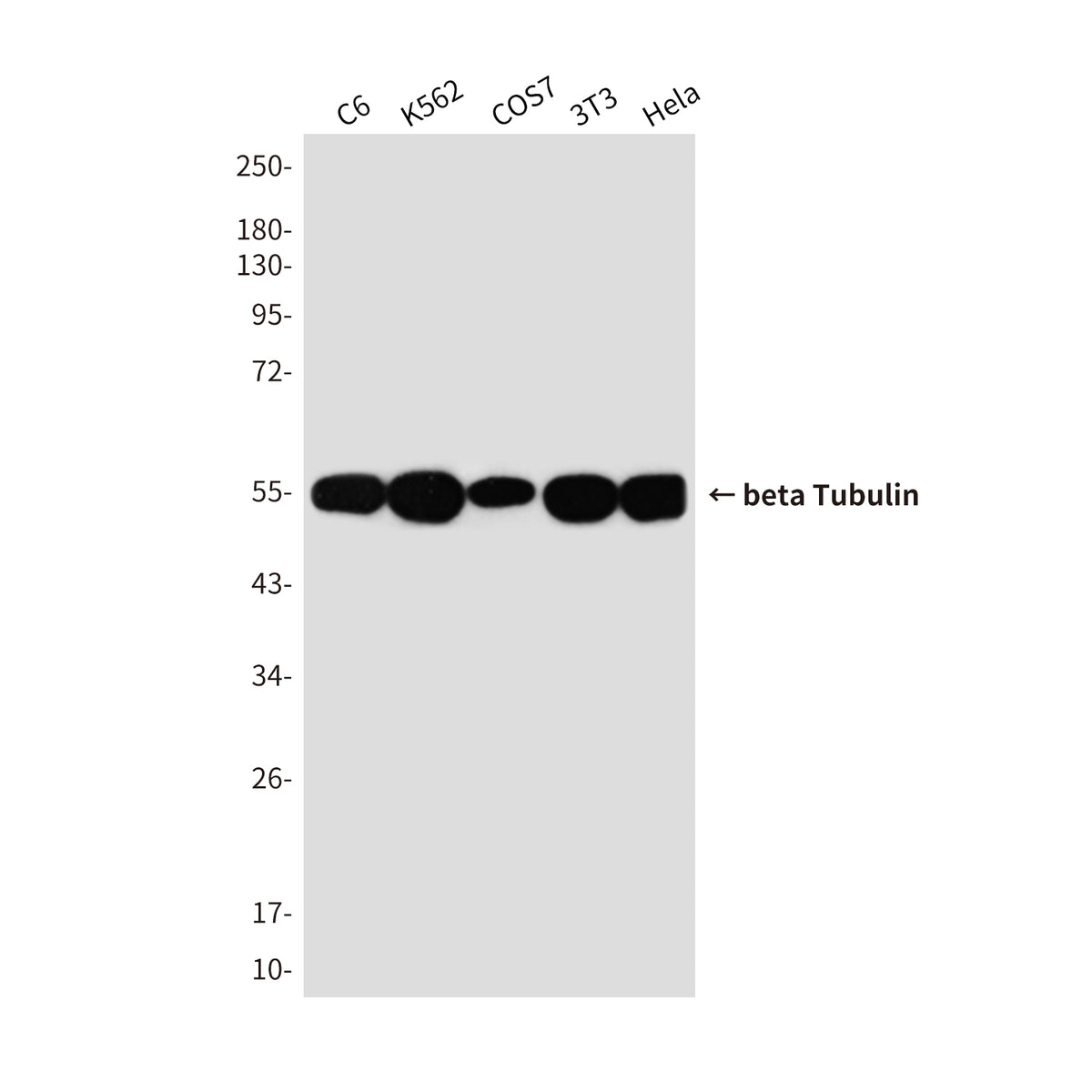 beta Tubulin Mouse Monoclonal Antibody