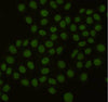 PCNA (6B12) Mouse Monoclonal Antibody