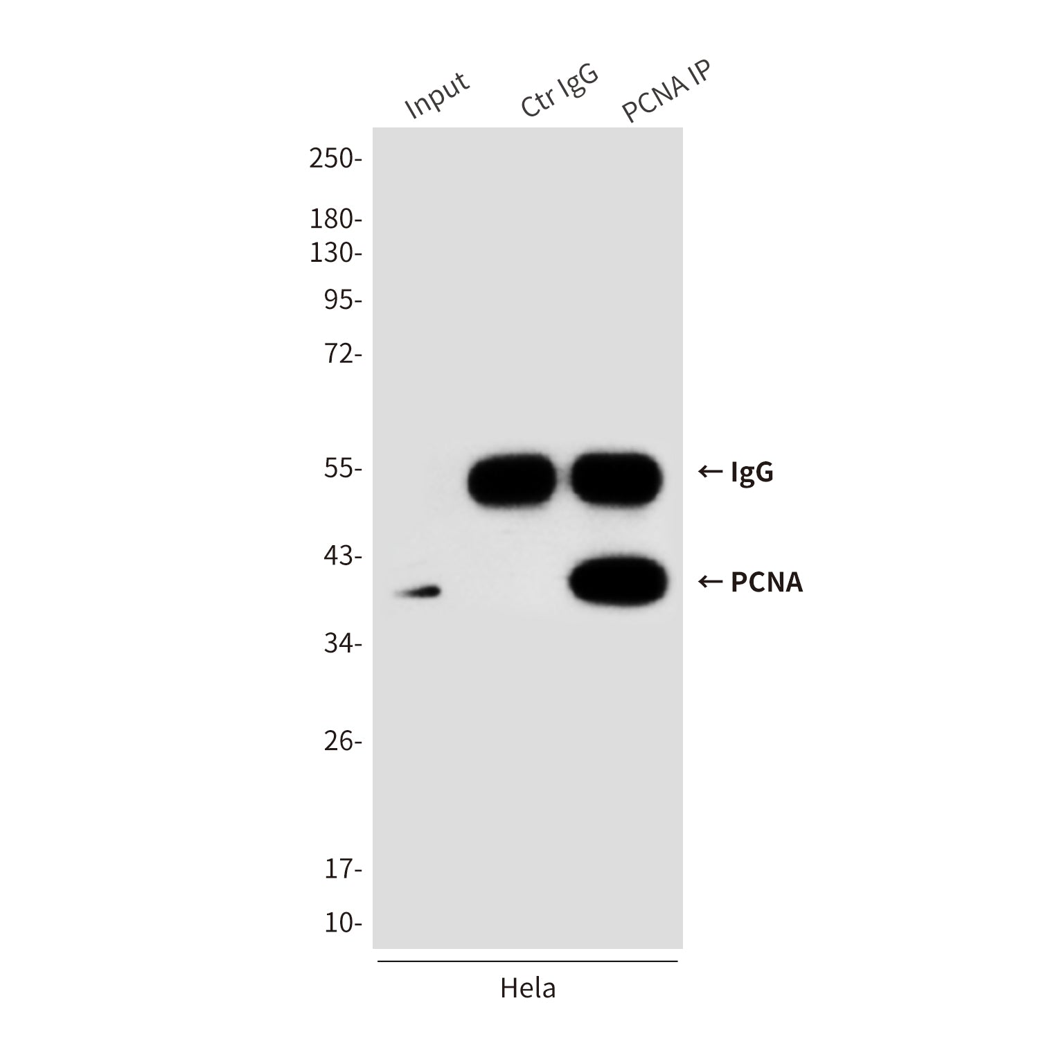 PCNA (6B12) Mouse Monoclonal Antibody