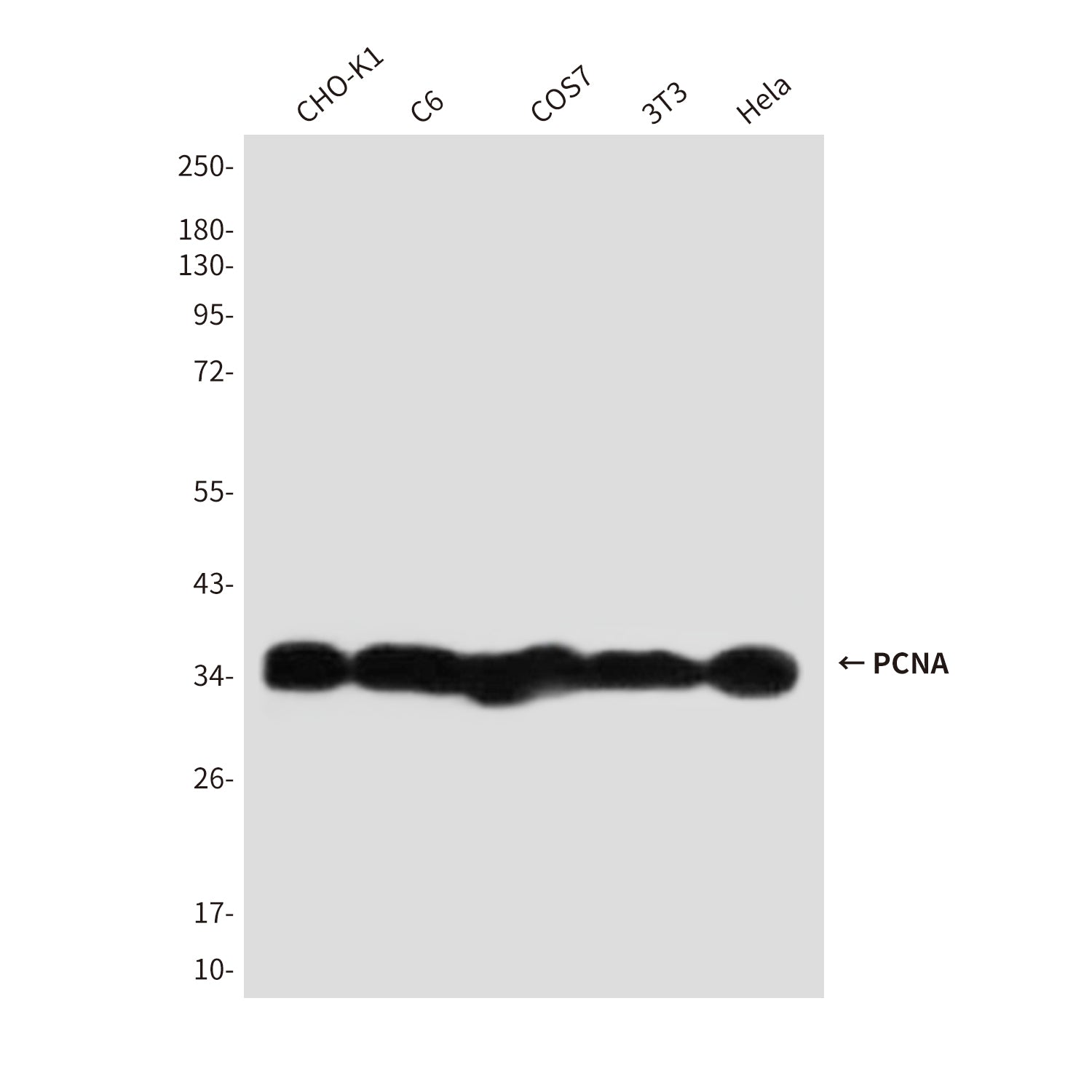 PCNA (6B12) Mouse Monoclonal Antibody