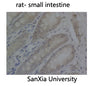 PCNA (9C9) Mouse Monoclonal Antibody