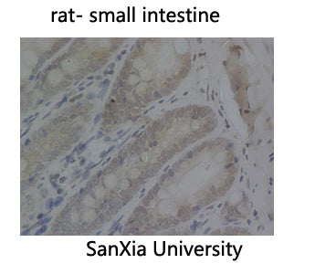PCNA (9C9) Mouse Monoclonal Antibody
