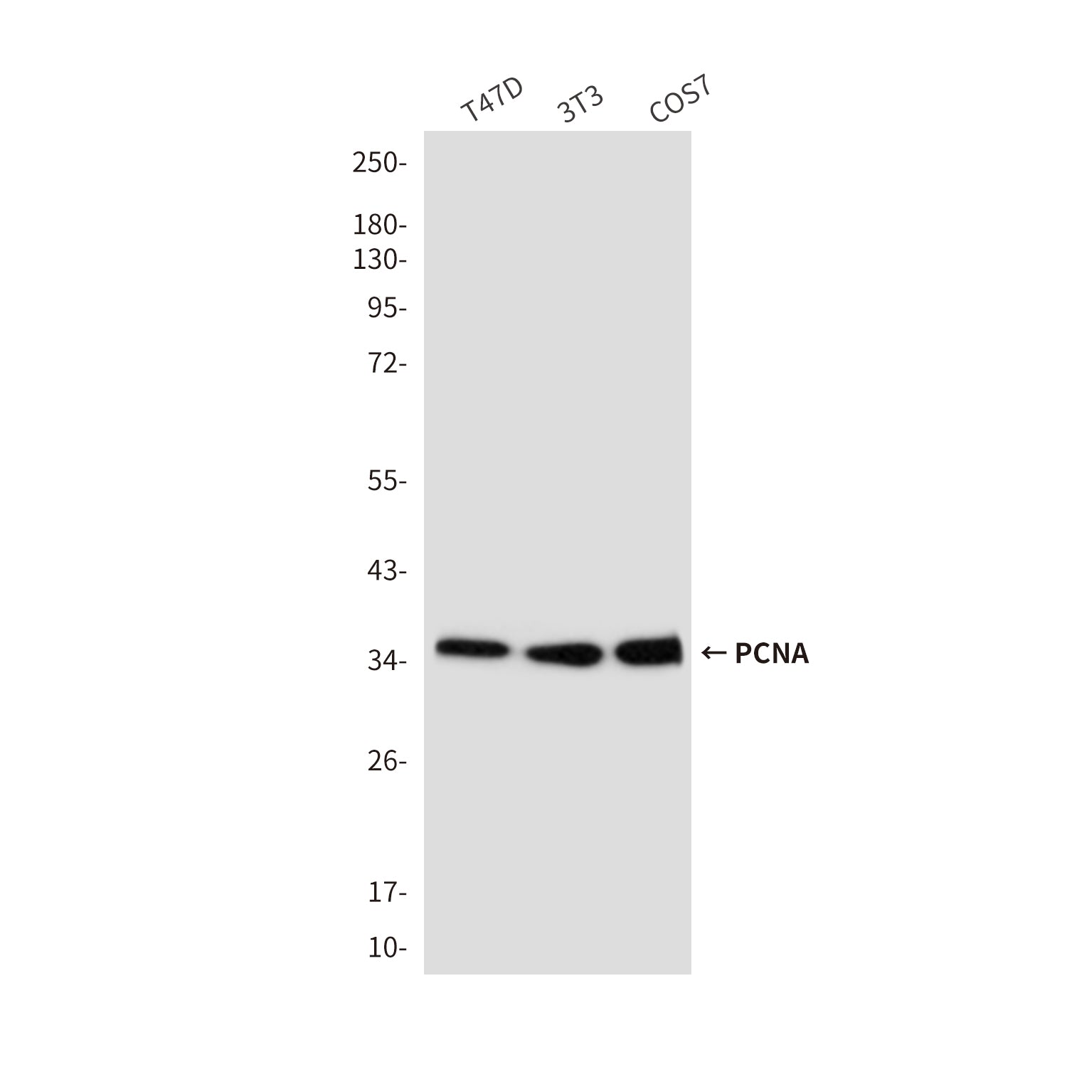 PCNA (9C9) Mouse Monoclonal Antibody