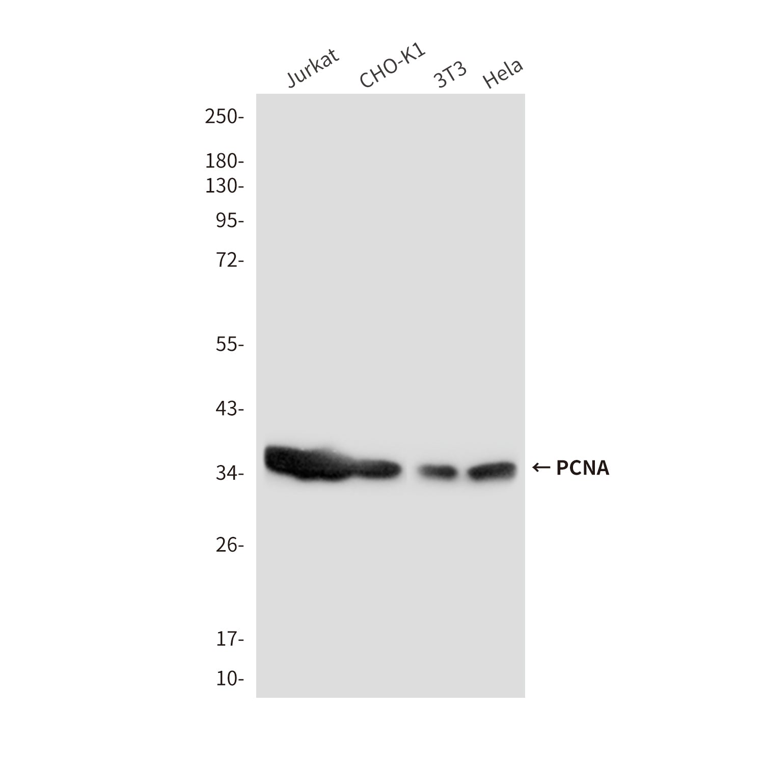 PCNA (9C9) Mouse Monoclonal Antibody