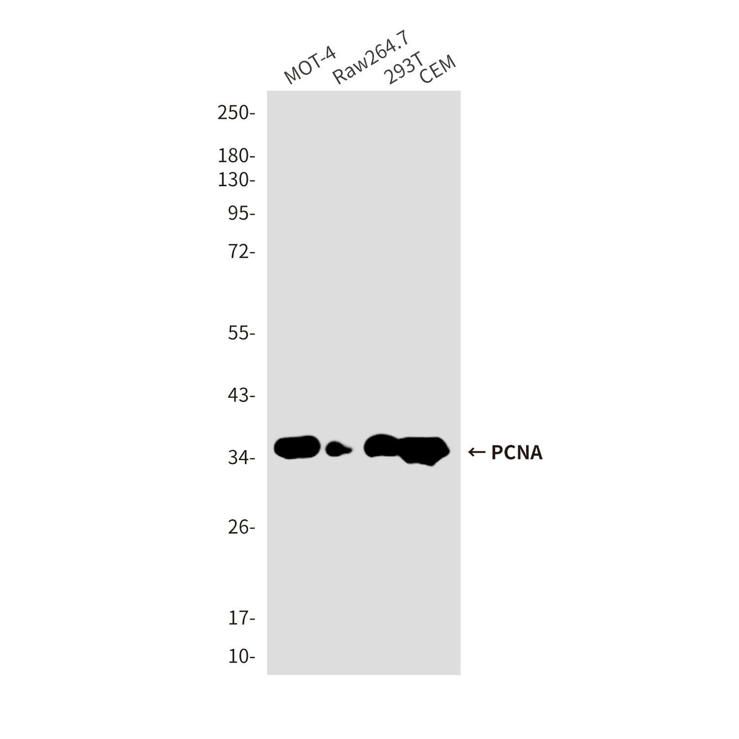 PCNA (9C9) Mouse Monoclonal Antibody