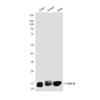 COX IV Mouse Monoclonal Antibody