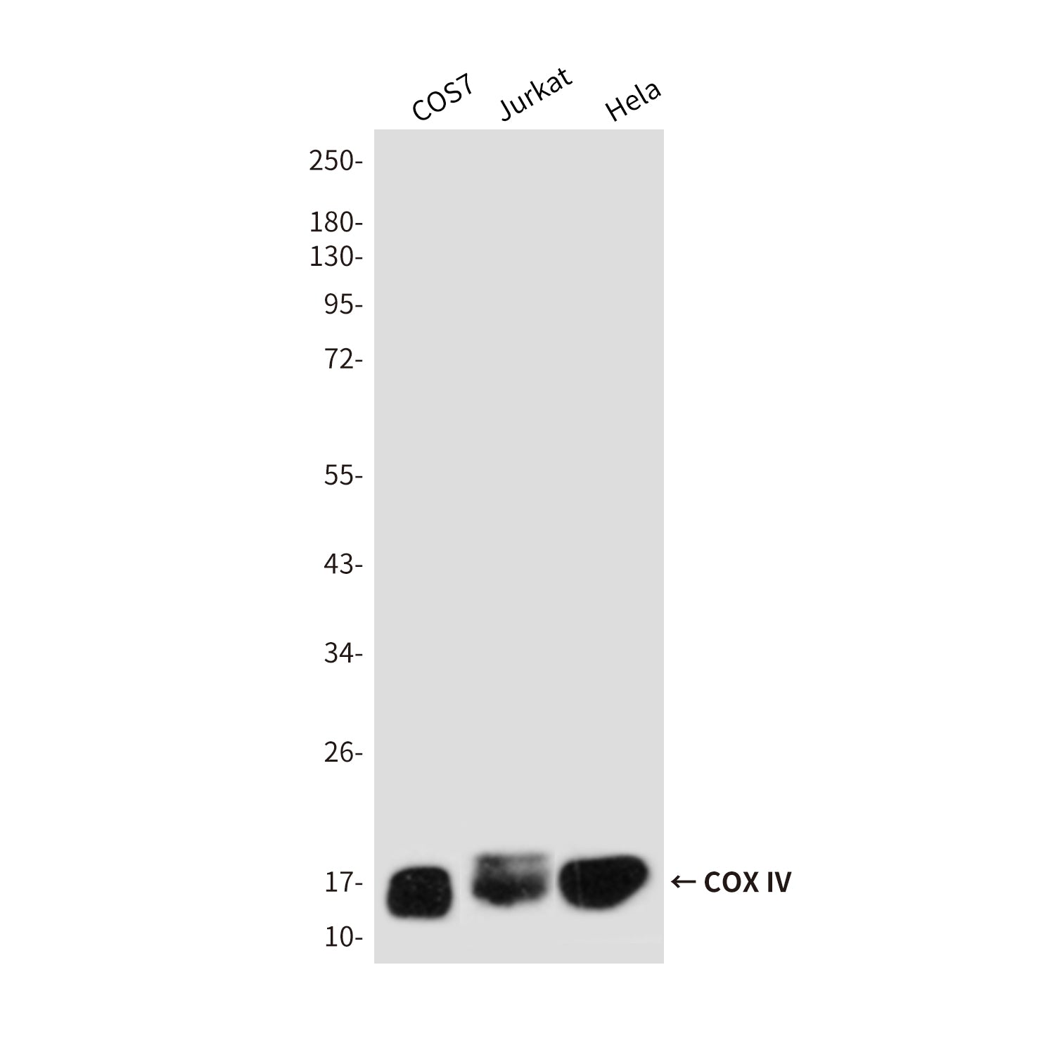COX IV Mouse Monoclonal Antibody