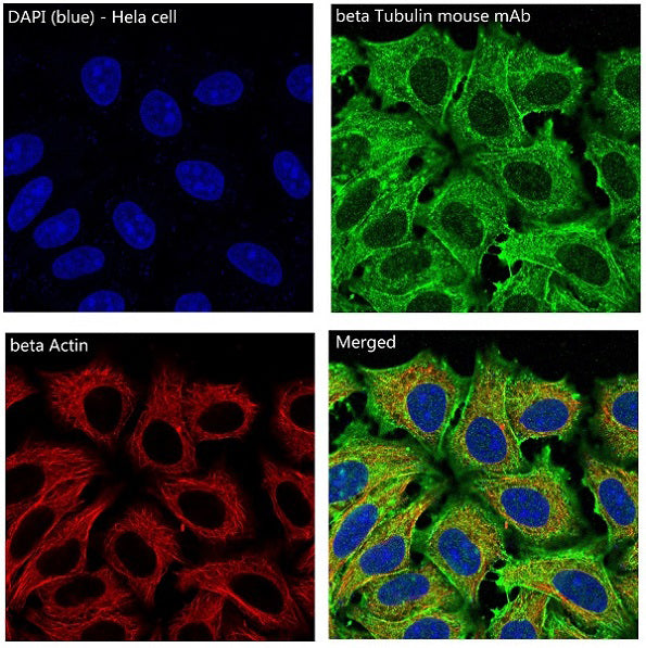 beta Actin Rabbit Monoclonal Antibody