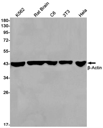 beta Actin Rabbit Monoclonal Antibody