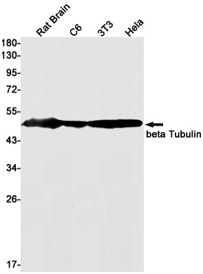 beta Tubulin Rabbit Monoclonal Antibody