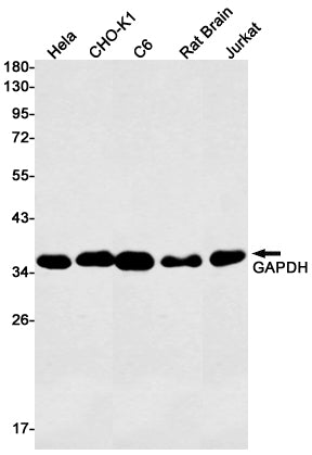 GAPDH Rabbit Monoclonal Antibody