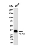 PCNA Rabbit Monoclonal Antibody