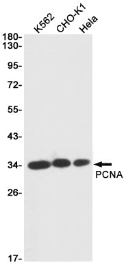 PCNA Rabbit Monoclonal Antibody