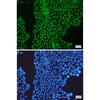 PCNA Rabbit Monoclonal Antibody