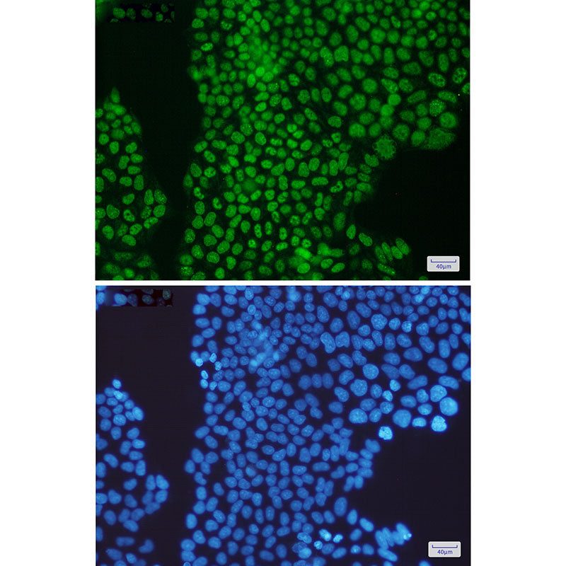 PCNA Rabbit Monoclonal Antibody