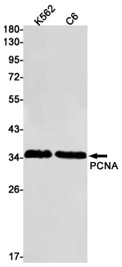 PCNA Rabbit Monoclonal Antibody