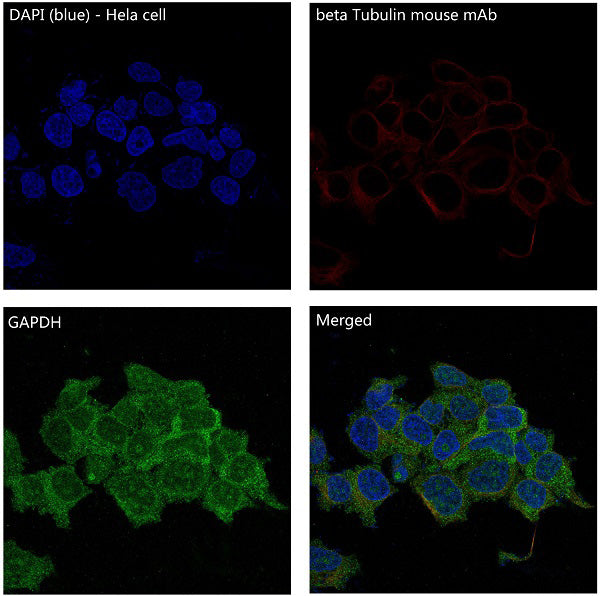 GAPDH Rabbit Polyclonal Antibody