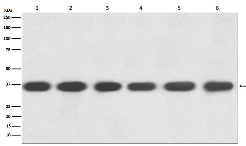 GAPDH Rabbit Polyclonal Antibody