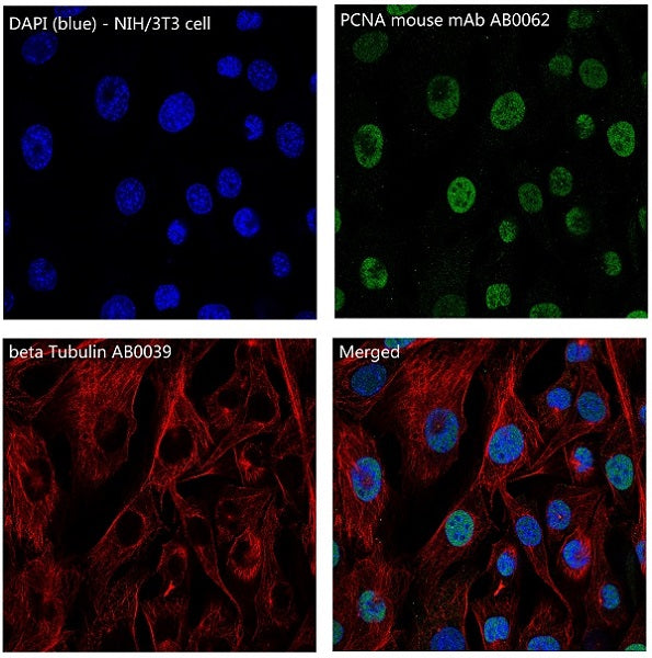 beta Tubulin Rabbit Polyclonal Antibody